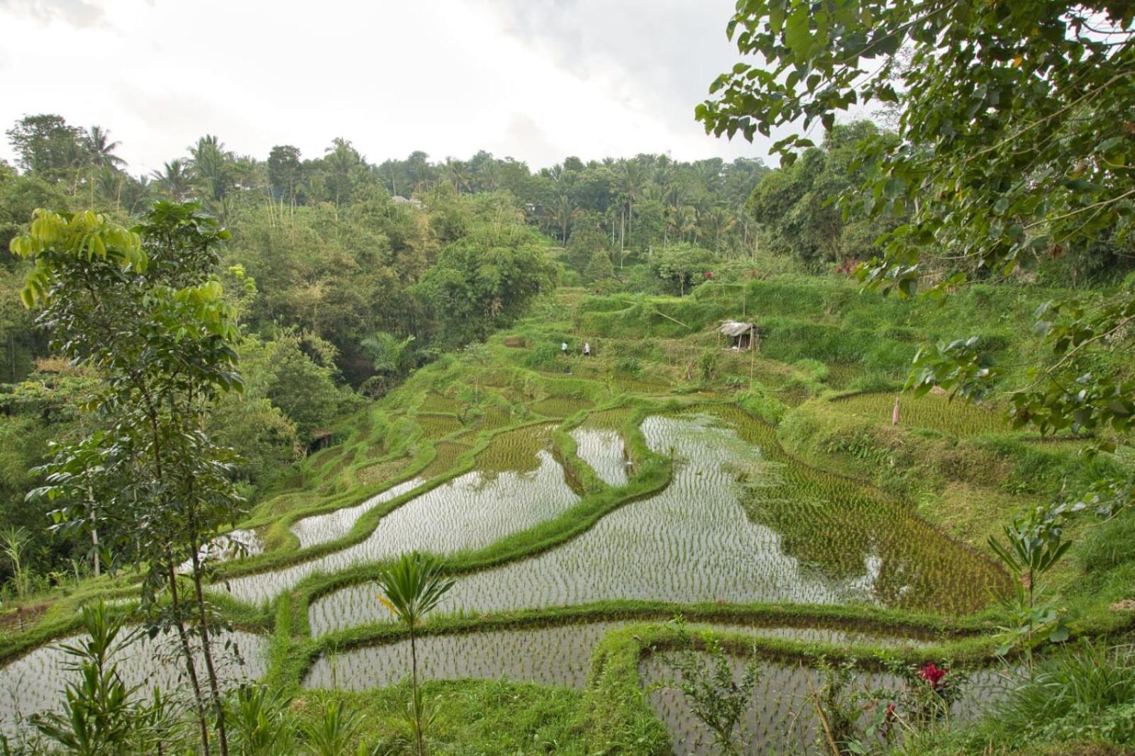 Dira Bungalows Tetebatu Exterior foto